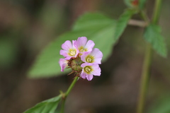 Melochia corchorifolia